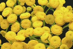 Asteraceae Prints: Tansy (Chrysanthemum vulgare) (Tanacetum vulgare), syn. :, wormweed, medicinal plant