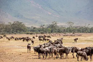 Wildebeest Prints: Tanzania, region Arusha, Serengeti National Park, Ngorongoro Crater, gnu herd