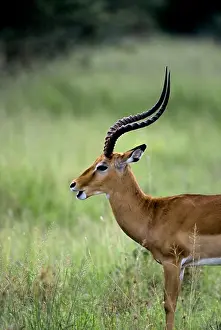 Antelope Prints: Tanzania, Serengeti, Impala, Male
