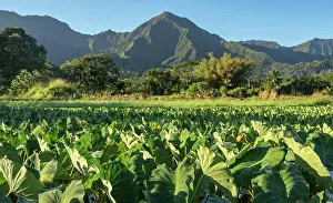 Berg Prints: Taro leaves frame the Na Pali mountains in Kauai Close up on Taro plans in Hanalei valley with Na Pali mountains behind