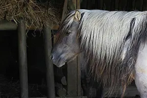 Interior Photo Prints: Tarpan Horses (equus caballus) gmelini
