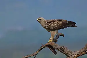 Republic Of South Africa Prints: Tawny or Asian Tawny Eagle (Aquila rapax) on a branch