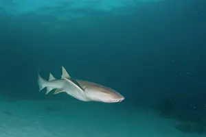 Indian Ocean Prints: A Tawny Nurse Shark, Nebrius ferrugineus