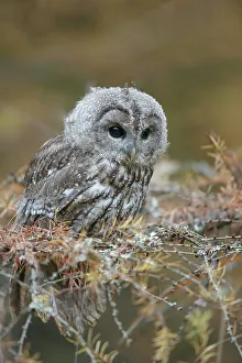 Tawny Owl, Strix aluco, isolated pine tree forest background
