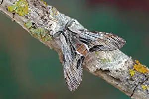 Lonely Prints: Tawny Prominent (Harpyia milhauseri), moth on wood, top view, open wings, Gers, France