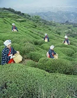 World Prints: Tea Harvesting Nihondaira Shizuoka Japan
