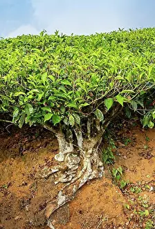 Beverage Prints: Tea shrub, Munnar, Kerala, India, Asia