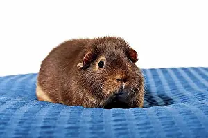 Studio Shots Prints: US Teddy guinea pig
