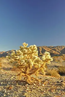 Vista Prints: Teddybear Cholla cactus (Opuntia bigelovii), 29 Palms, Mojave Desert, California, USA