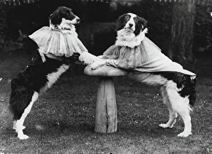 Shepard Prints: Telling The Old, old story, Just a couple of dusty pups disguised as Harry and Harriet at a trysting place near Oxford