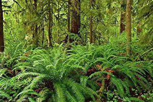 Tropical Prints: Temperate rainforest with fern, Vancouver Island, British Columbia, Canada, North America
