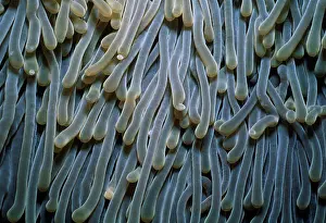 Seas Prints: Tentacles of the Red Sea Magnificent Sea Anemone Egypt