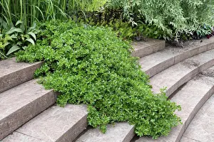 Stairway Prints: Teppich-Weide, Teppichweide, Zwerg-Kriech-Weide