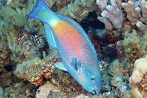 Terminal Prints: The terminal or final phase of a Bullethead parrotfish (Chlorurus spilurus) Hawaii