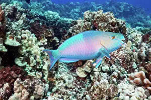 Terminal Prints: The terminal or final phase of a Palenose parrotfish (Scarus psittacus); Hawaii