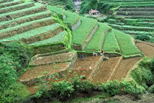 Vegetables Prints: Terrace cultivation, mountain slope terraced farming with cauliflowers