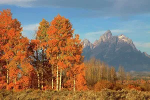 Wyoming Prints: Teton Range above Aspen Stand, Grand Teton National Park, Wyoming