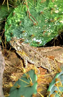 Texas Prints: Texas Horned Lizard, Phrynosoma cornutum, Southern Texas