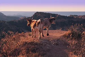 State Park Prints: Texas Longhorn cattle standing on the edge of a ridge at Palo Duro Canyon State Park