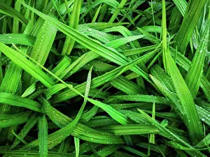 Blade Prints: Texture of bright green foliage with drops of water after rain