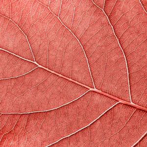 Texured natural veined leaf pattern background for layout