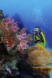 Gear Prints: Thailand, A diver looks on as thousands of schooling cardinalfish Rhabdamia cypselura hover over this soft coral