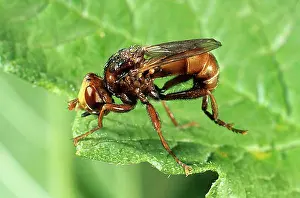 Arthropod Prints: Thick-headed Fly (Sicus ferrugineus)