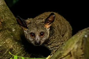 Maputaland Prints: Thick-tailed greater galago, Garnett's greater galago