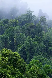 Rainforests Prints: Thick, tropical rainforest covered mountains surround the Babinda Boulders