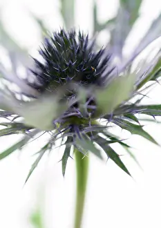 Violet Prints: Thistle flower, close-up