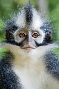 Endemic Prints: Thomas's langur (Presbytis thomasi) resting in forest canopy