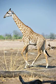 Zambia Prints: Thornicroft's giraffe (Giraffa camelopardalis thornicrofti) walking along on the banks of the Luangwa River