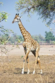 Zambia Prints: Thornicroft's giraffe (Giraffa camelopardalis thornicrofti) walking along on the banks of the Luangwa River