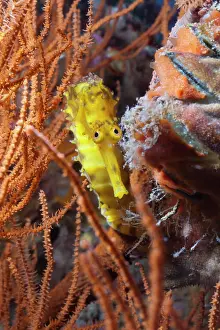 Marine Prints: Thorny seahorse Hippocampus hystrix