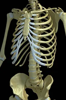 Upper Body Prints: Three-quarter view of the bones of the trunk including the sternum, ribcage and spine