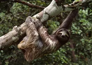 Rainforests Prints: three-toed sloth bradypus tridactylus cahuita national park, costa rica