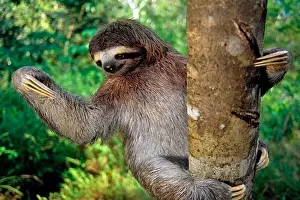 Rainforest Prints: Three-Toed Sloth Hanging From a Tree