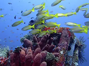 2016 Prints: Thriving coral reef alive with marine life and fish