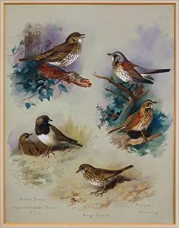 19th Century Painting Prints: Thrushes. Archibald Thorburn (1860-1935)