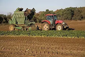Sowing Prints: Thyregod sugar beet harvester drawn by tractor harvesting field