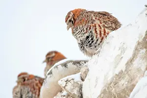 Chordate Prints: Tibetan partridge (Perdix hodgsoniae) on a low wall in a village in winter, Ladakh, India
