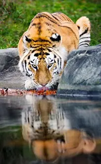 Crouch Prints: Tiger, adult, crouching down at edge of water hole