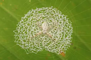Rainforests Prints: Tiger Spider (Argiope savignyi) in Lowland Caribbean Rainforest, Costa Rica