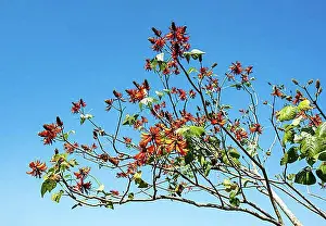 Red Coloured Prints: Tiger's claw or Indian coral tree (Erythrina variegata), Munnar, Kerala, India, Asia