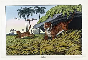Hunting Prints: Two tigers hunting for food. Coloured lithograph