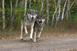 Side By Side Prints: Timber or Gray wolves (Canis lupus)