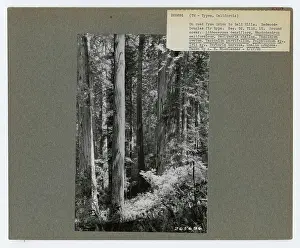 Timber Management: Types - California
