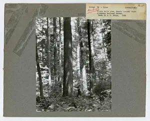 Timber Management: Types - Pennsylvania
