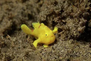 Oceans Prints: Tiny, 2cm, Painted frogfish (Antennarius pictus)