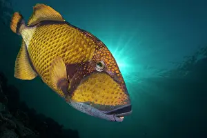 Scales Prints: A Titan Triggerfish, Balistoidea viridescens